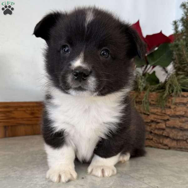 Jonas, Pembroke Welsh Corgi Puppy